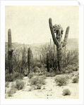 Giant Cactus in the desert near Tucson USA by Anonymous