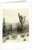 Giant Cactus in the desert near Tucson USA by Anonymous