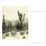 Giant Cactus in the desert near Tucson USA by Anonymous