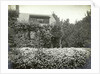 Garden and house overgrown with roses by Anonymous