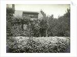Garden and house overgrown with roses by Anonymous