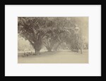 Street with large trees and sellers in Indonesia by Anonymous