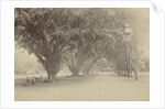 Street with large trees and sellers in Indonesia by Anonymous