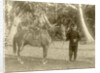 Portrait of a soldier with horse in the Dutch East Indies, Indonesia by Anonymous