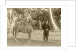 Portrait of a soldier with horse in the Dutch East Indies, Indonesia by Anonymous