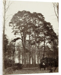 Group conifers near the obelisk at Windsor Estate by William Bembridge