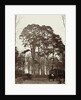Group conifers near the obelisk at Windsor Estate by William Bembridge