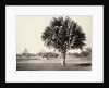 A Palm Tree Study, Lucknow, India by Samuel Bourne