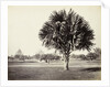 A Palm Tree Study, Lucknow, India by Samuel Bourne