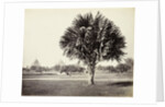 A Palm Tree Study, Lucknow, India by Samuel Bourne