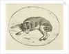 Lying dog by Anthonie van den Bos
