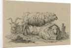Two sheep and two goats by Anthony Oberman