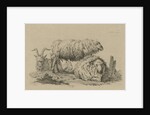 Two sheep and two goats by Anthony Oberman