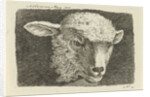Head of a lamb by Anthony Oberman