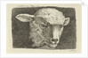 Head of a lamb by Anthony Oberman