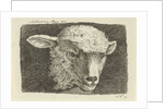 Head of a lamb by Anthony Oberman
