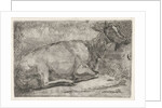 lying goat by Jabes Heenck