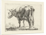 Standing cow by Jabes Heenck