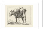 Standing cow by Jabes Heenck