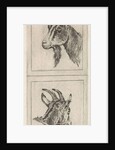 Goats head by Pieter Janson