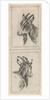 Goats head by Pieter Janson