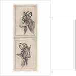 Goats head by Pieter Janson