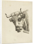 Head of a cow by Jan Kobell III
