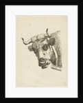 Head of a cow by Jan Kobell III