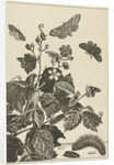Wild rose with caterpillars and butterflies by Johannes Sluyter