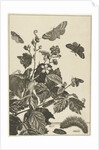 Wild rose with caterpillars and butterflies by Johannes Sluyter