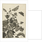 Wild rose with caterpillars and butterflies by Johannes Sluyter