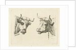 Two cows heads by Pieter Roosing
