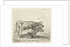 Two cows by Aelbert Cuyp