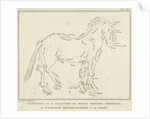 Anatomy of horse with possible defects in physique by Johannes le Francq van Berkhey
