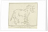 Anatomy of horse with possible defects in physique by Johannes le Francq van Berkhey