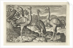Crowned Crane between two ostriches by Claes Jansz. Visscher II