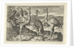 Crowned Crane between two ostriches by Claes Jansz. Visscher II