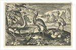 Five birds including spoonbill by Claes Jansz. Visscher II