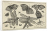 Butterflies and dragonflies by Claes Jansz. Visscher II