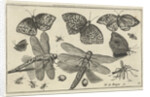Butterflies and dragonflies by Claes Jansz. Visscher II