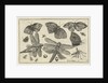 Butterflies and dragonflies by Claes Jansz. Visscher II