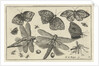 Butterflies and dragonflies by Claes Jansz. Visscher II