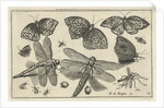 Butterflies and dragonflies by Claes Jansz. Visscher II