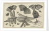 Butterflies and dragonflies by Claes Jansz. Visscher II