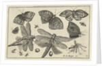Butterflies and dragonflies by Claes Jansz. Visscher II