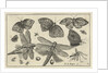Butterflies and dragonflies by Claes Jansz. Visscher II