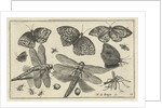 Butterflies and dragonflies by Claes Jansz. Visscher II