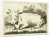 Lying cow by Johannes van Cuylenburgh