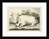 Lying cow by Johannes van Cuylenburgh