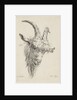 Head of a goat by baron Reinierus Albertus Ludovicus van Isendoorn à Blois